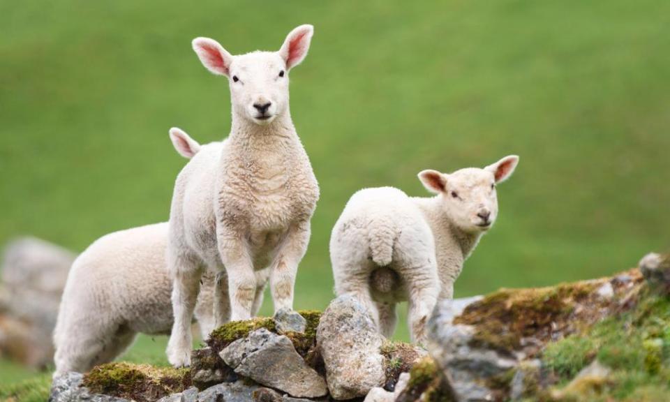 Lambs are great to watch while you survey the views.