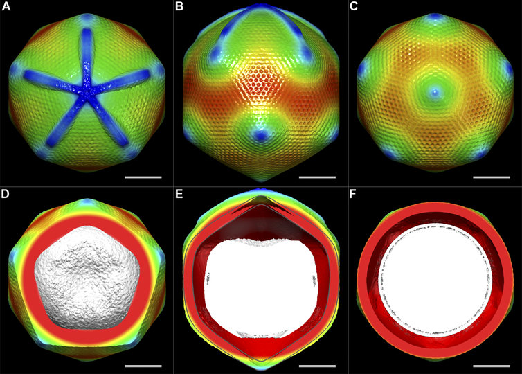 <span class="caption">3D image of the Giant Mimivirus.</span> <span class="attribution"><span class="source">Structural Studies of the Giant Mimivirus. PLoS Biol 7(4): e1000092. doi:10.1371/journal.pbio.1000092</span>, <a class="link " href="http://creativecommons.org/licenses/by-sa/4.0/" rel="nofollow noopener" target="_blank" data-ylk="slk:CC BY-SA;elm:context_link;itc:0;sec:content-canvas">CC BY-SA</a></span>