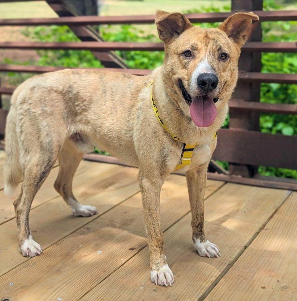 Danny Boy, ID #427927, came into the shelter as a stray on March 21. He's a friendly 2-year-old, 69-pound shepherd mix. Danny Boy is a dream dog. He's perfect on a leash, likes other dogs, and is one of the most easygoing dogs in the adoption program. He is still young, but he is old at heart. Until overcrowding gets under control. adoption fees are waived for all dogs, no matter their size. To meet Danny Boy, go to the Oklahoma City Animal Shelter at 2811 SE 29 between noon and 5 p.m. Tuesday through Saturday. Go online to www.okc.gov or www.okc.petfinder.com to see all the cats and dogs available for adoption. The shelter is in need of blankets, comforters and towels.