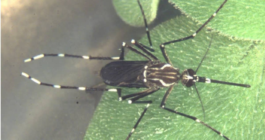 埃及斑蚊與白線斑蚊是登革熱的病媒蚊，且皆「終生帶病毒」，這也是登革熱快速傳播的主因。（圖／疾管署提供）