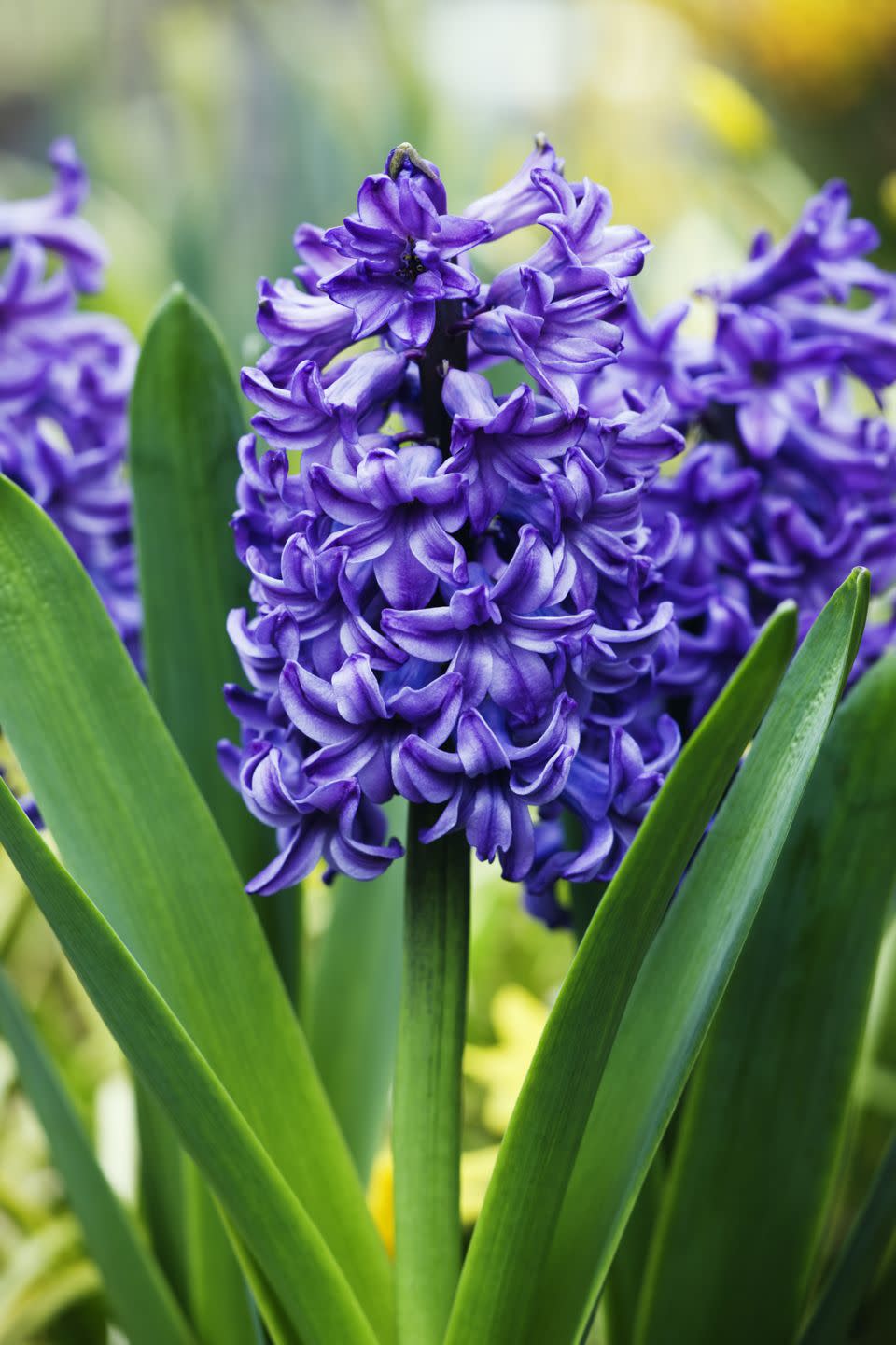 flower meanings, purple hyacinth 