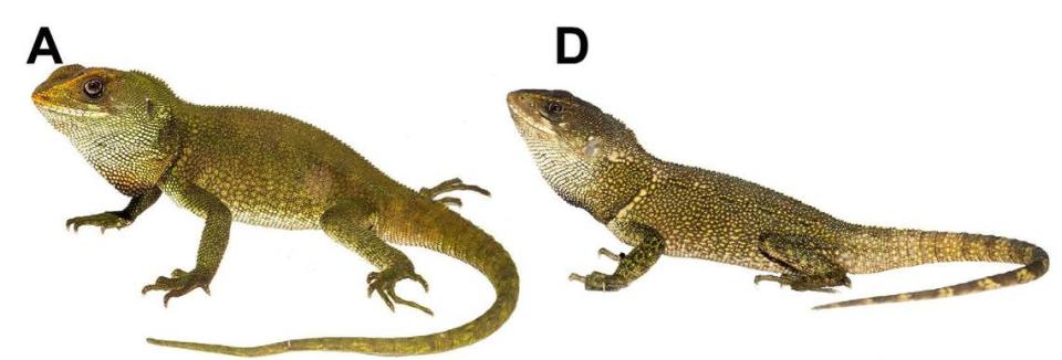 Two male Enyalioides dickinsoni, or Dickinson’s wood lizards.