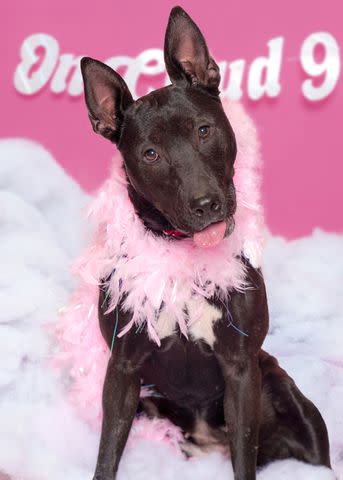 <p>Courtesy of Dubinsky Photos</p> Chaka a long-stay shelter dog a St Hubert's Animal Welfare Center in New Jersey