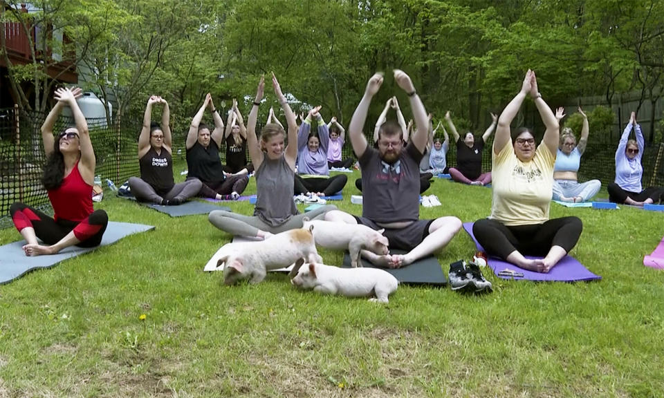 In this image taken from video, piglets interact with yoga class participants, Friday, May 17, 2024, in Spencer, Mass. (AP Photo)