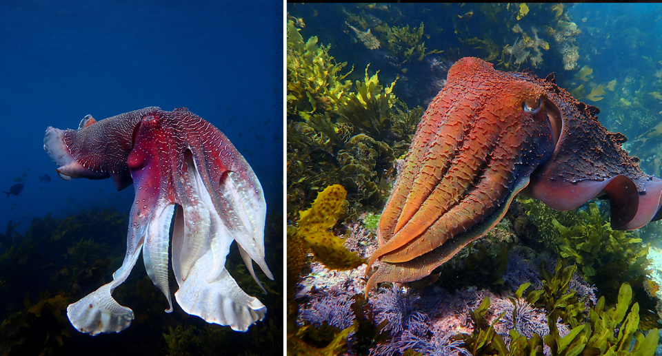 A red and white and a large orange giant cuttlefish.