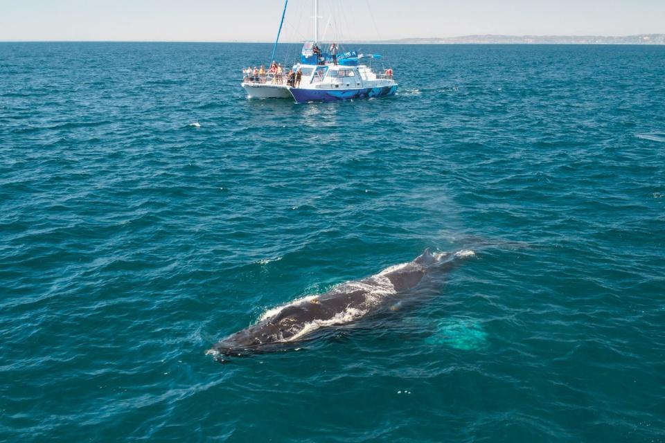 A whale swims by a whale watching boat in Dana Point, California. Dana Point was named the first Whale Heritage Site in the United States Thursday, Jan. 27, 2021.