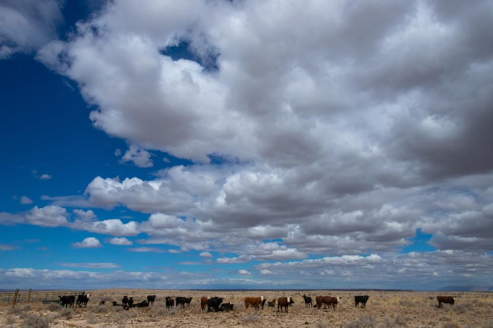 Cows graze at the foot of the Guadalupe Mountains in Dell City. The mountains represent the eastern boundary of the Bone Spring-Victoria Aquifer watershed area, but most of the aquifer's recharge comes from New Mexico's Sacramento Mountains.(Corrie Boudreaux/El Paso Matters)