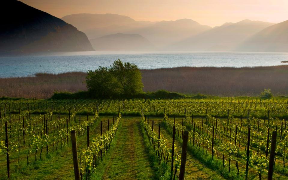 Gentle, rolling hills are carepeted with vineyards and olive groves on the Strada del Franciacorta - ALDO PAVAN