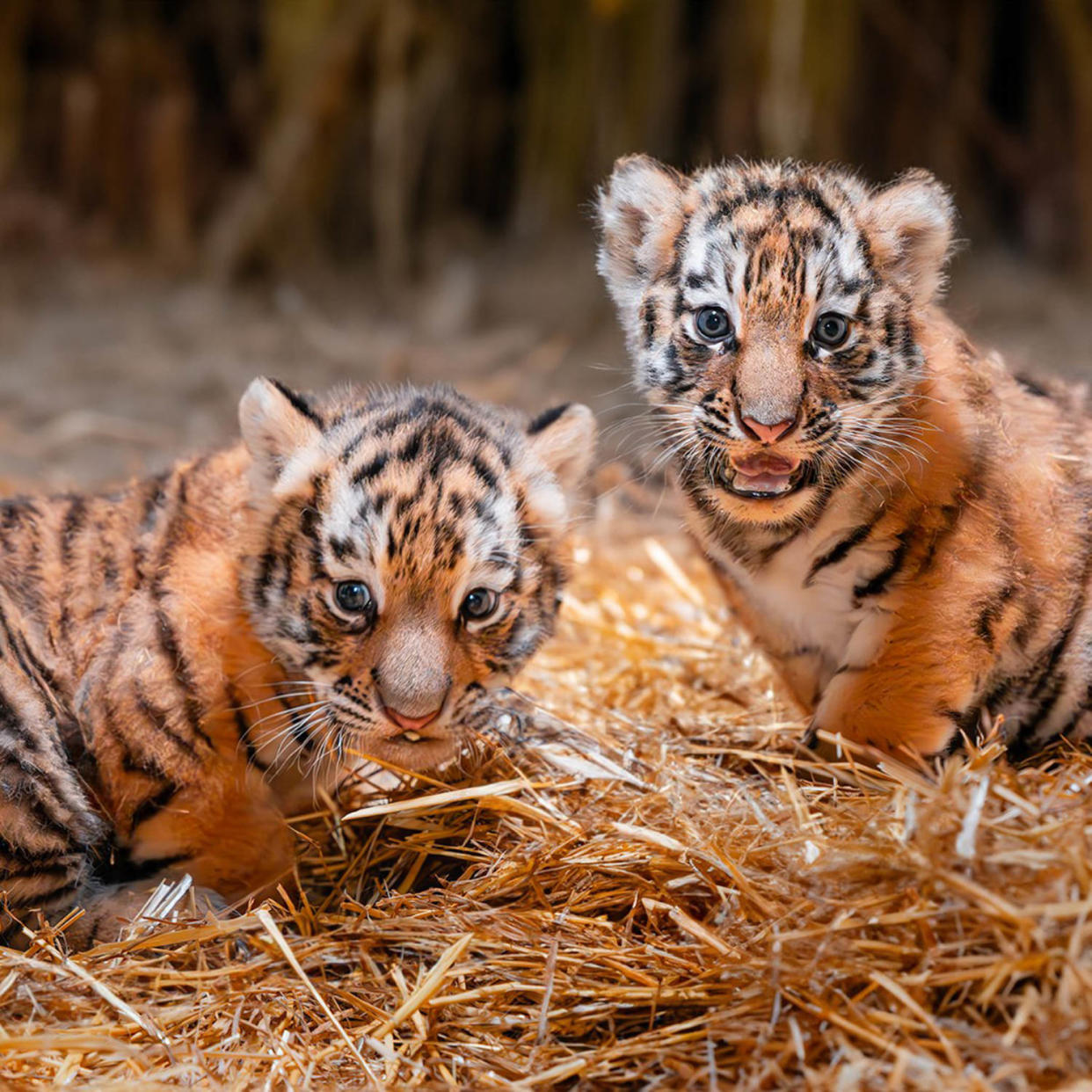 Toledo Zoo Tigers (Corey Wyckoff / The Toledo Zoo)