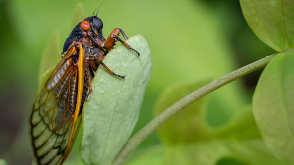 Cicada on a leaf