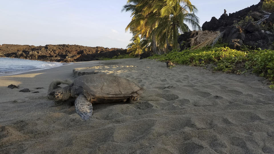 In this undated photo provided by the U.S. National Park Service, an endangered Hawaiian hawksbill sea turtle rests on the beach of Pohue Bay on Hawaii's Big Island. Hawaii Volcanoes National Park on the Big Island on Tuesday, July 12, 2022, was given new land in a deal that will protect and manage an ocean bay area that is home to endangered and endemic species and to rare, culturally significant Native Hawaiian artifacts. (National Park Service via AP)