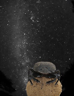 Dung beetle on dung ball under the Milky Way; image courtesy of Emily Baird