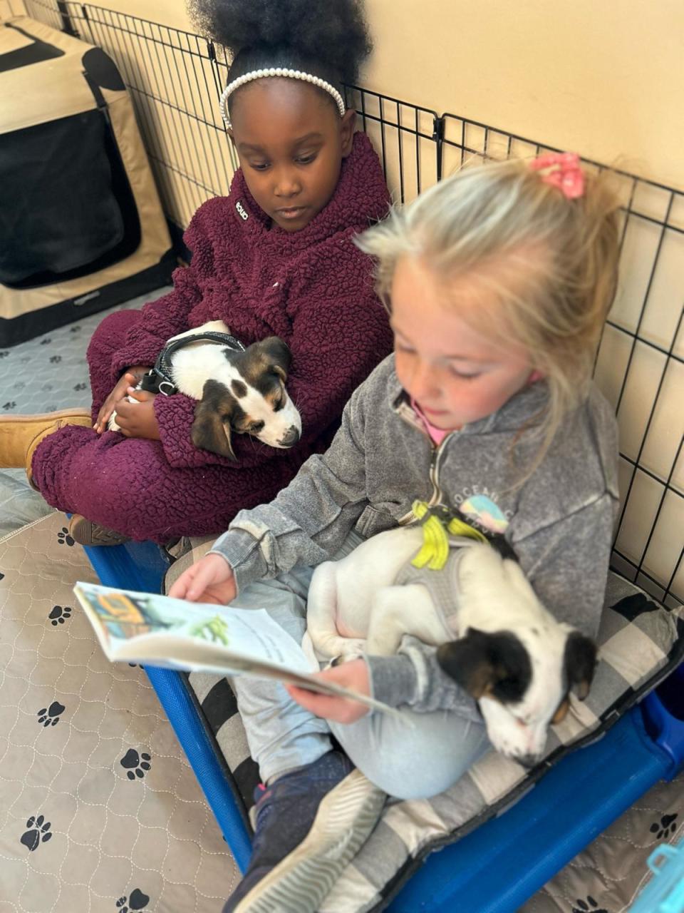 PHOTO: Hughes said through the puppy therapy program, students have not only worked on improving their reading skills but also their life skills, such as learning about responsibility. (Brooke Hughes/Foster Tales Puppy Therapy)
