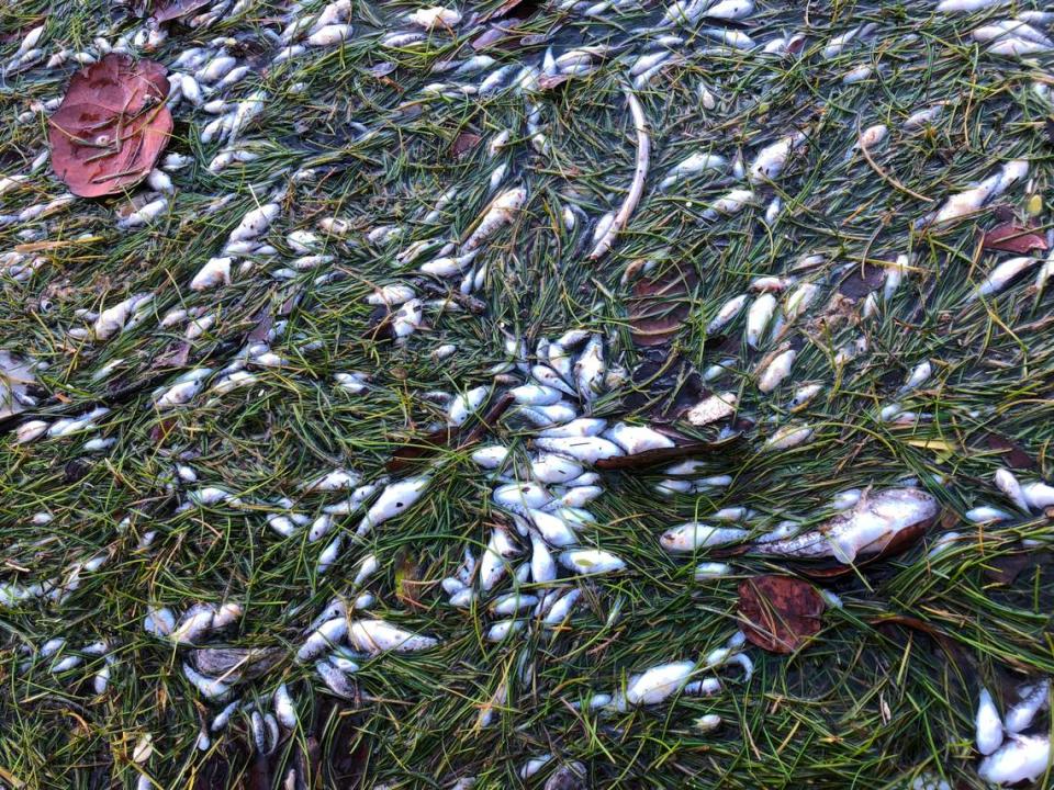 Morningside residents were concerned after observing thousands of dead fish in Biscayne Bay on Monday.