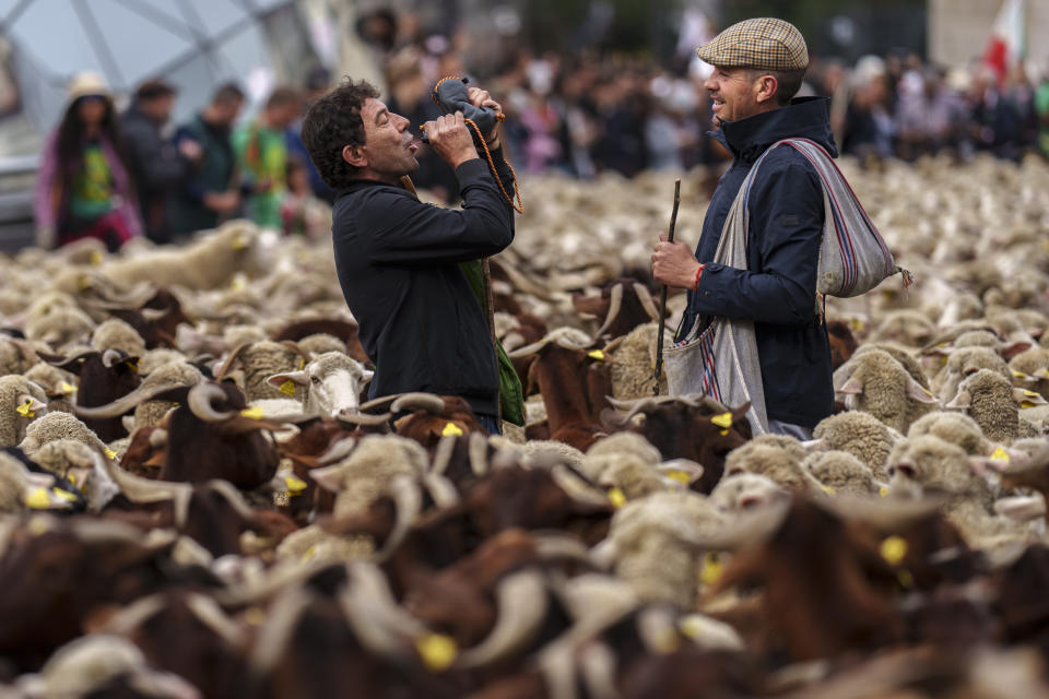 A sheepherder drinks wine as a heard of sheep are guided through central Madrid, Spain, Sunday, Oct. 22, 2023. Shepherds guided sheep through the Madrid streets in defence of ancient grazing and migration rights that seem increasingly threatened by urban sprawl and modern agricultural practices. (AP Photo/Manu Fernandez)