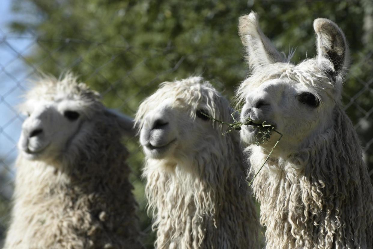 A file photo of llamas that have been immunised with coroanvirus in Argentina: AFP via Getty Images