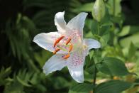 <p>'Sensuous Taurus loves being overwhelmed with love, so it's no surprise that their birth flower is the heavily flagrant lily,' says Lucia. </p><p>If you have a friend with this star sign, consider gifting them a bunch of breathtaking Lilies. We're certain they'll go down a treat... </p><p><a class="link " href="https://go.redirectingat.com?id=127X1599956&url=https%3A%2F%2Fwww.serenataflowers.com%2Fen%2Fuk%2Fflowers%2Fnext-day-delivery%2Fproduct%2F110295%2Fcassablanca&sref=https%3A%2F%2Fwww.housebeautiful.com%2Fuk%2Fgarden%2Fplants%2Fg33666571%2Fflowers-zodiac-sign%2F" rel="nofollow noopener" target="_blank" data-ylk="slk:BUY NOW VIA SERENATA FLOWERS;elm:context_link;itc:0;sec:content-canvas">BUY NOW VIA SERENATA FLOWERS</a></p>
