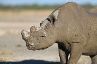 <p>A rhinoceros peeks out from rolling around in the mud near a creek inside Etosha National Park. (Photo: Gordon Donovan/Yahoo News) </p>