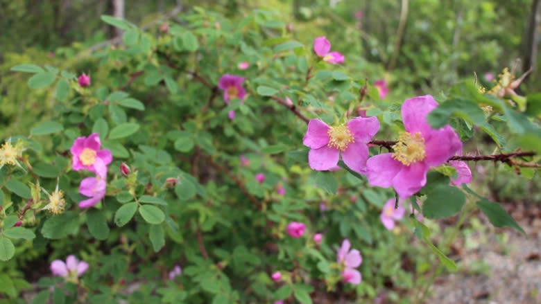 Taste of the park: Foraging for food in downtown Whitehorse