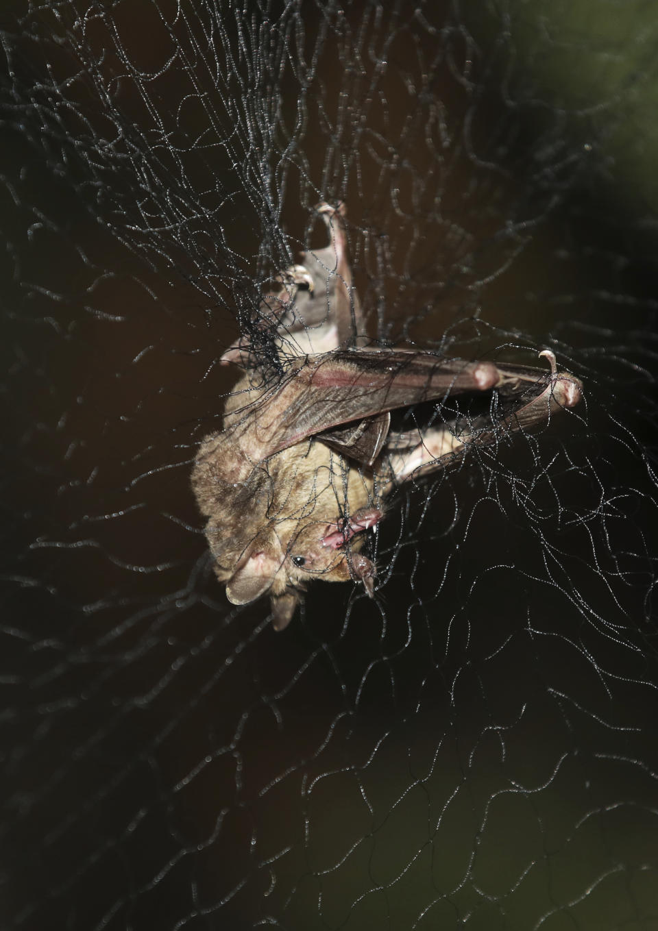 A bat is entangled in a net after it was briefly captured for a study by Mexico's National Autonomous University, UNAM, Ecology Institute biologist Rodrigo Medellin and his students, before being released shortly after at the university's botanical gardens in Mexico City, Tuesday, March 16, 2021. Researchers are hoping to capture evidence that the rare bat has begun visiting its favorite food plants in the very heart of Mexico City. (AP Photo/Marco Ugarte)