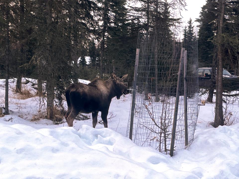 Officials in Alaska on June 5, 2023 confirmed a moose seen acting aggressively towards people tested positive for rabies, a first in state history.