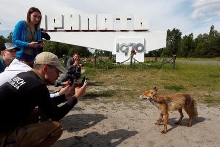 Visitors take pictures of a fox in the abandoned city of Pripyat, near the Chernobyl nuclear power plant