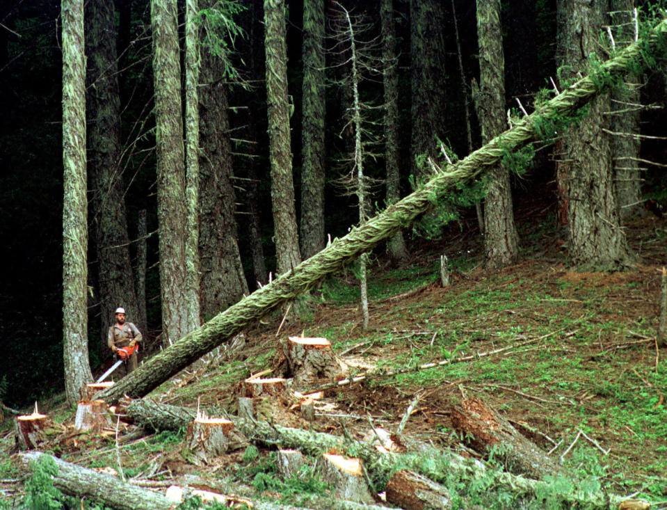 FILE - A large fir tree heads to the forest floor after it is cut by an unidentified logger in the Umpqua National Forest near Oakridge, Ore., in this undated photo. Oregon's reputation for political harmony is being tested as a Republican walkout in the state Senate continues for a third week. The boycott could derail hundreds of bills and approval of a biennial state budget, as Republicans and Democrats refuse to budge on their conflicting positions over issues including abortion rights, transgender health and guns. (AP Photo/Don Ryan, File)