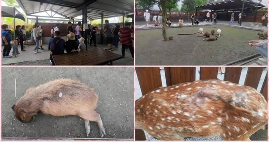 有民眾踢爆宜蘭張美阿嬤農場，動物看起來病懨懨一堆傷，還踢爆農場根本沒有合法經營。（圖／翻攝自臉書爆料公社）