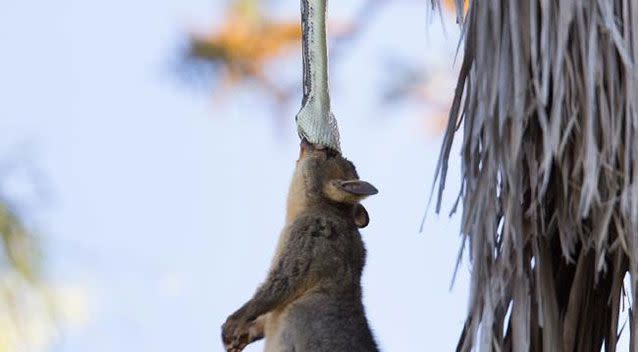 The South Brisbane resident said he saw a python eating a flying fox some time ago. Source: Supplied