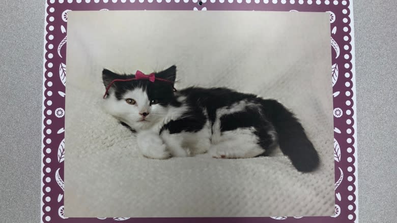 Kitty calendar created to help fund P.E.I. cat rescue