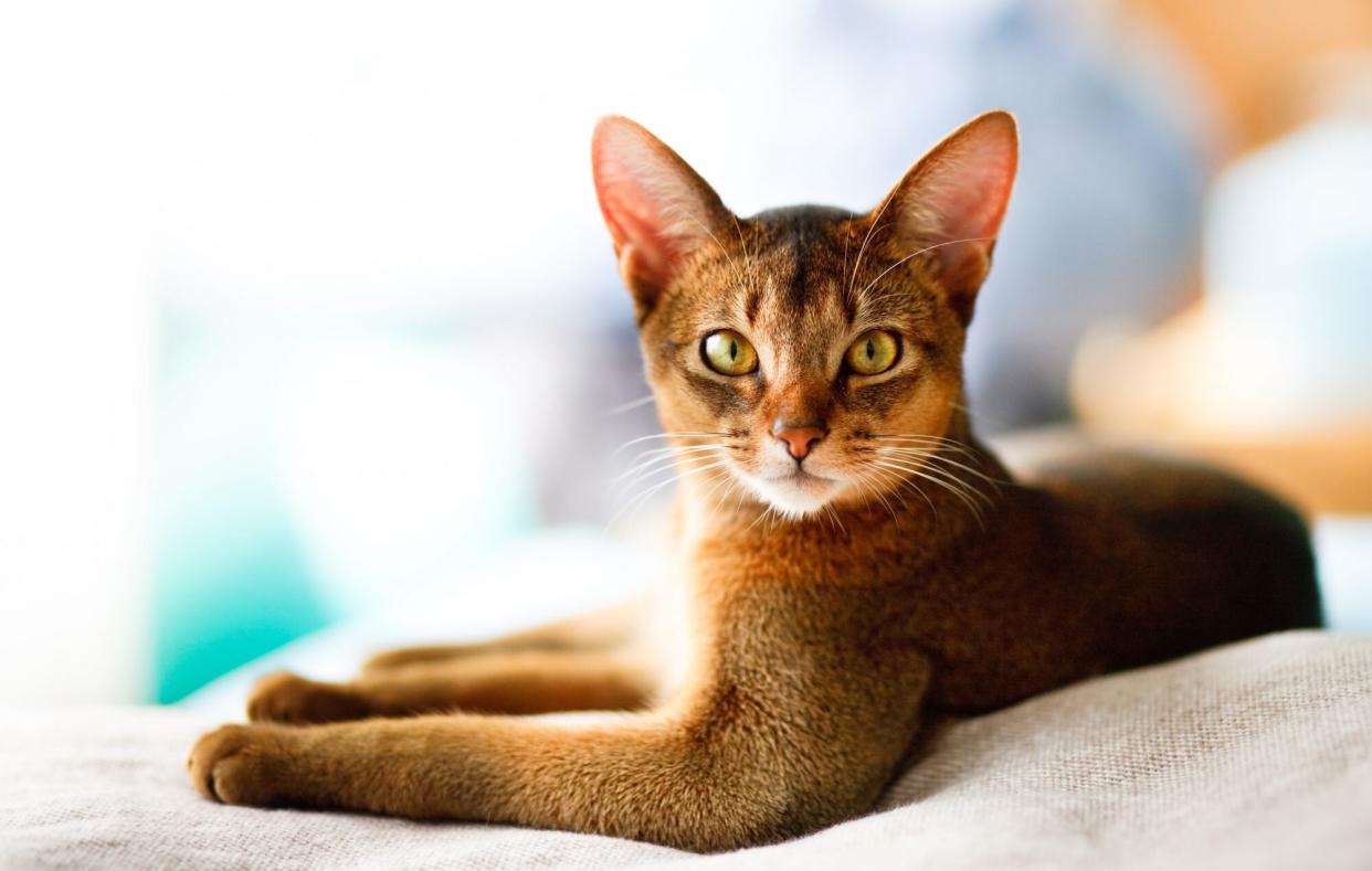 Abyssinian cat on staircase
