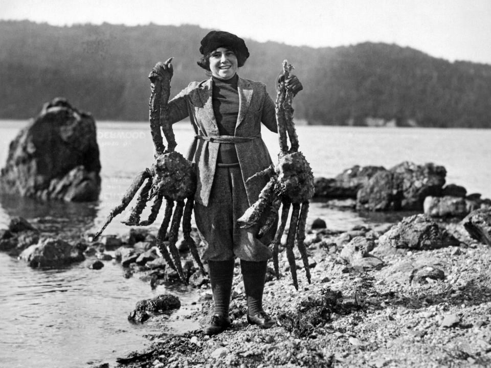 Mrs Frank Kleinschmidt holds up two giant Alaskan crabs during her husband's expedition into the arctic wilderness, Cook's Inlet, Alaska, May 31, 1926