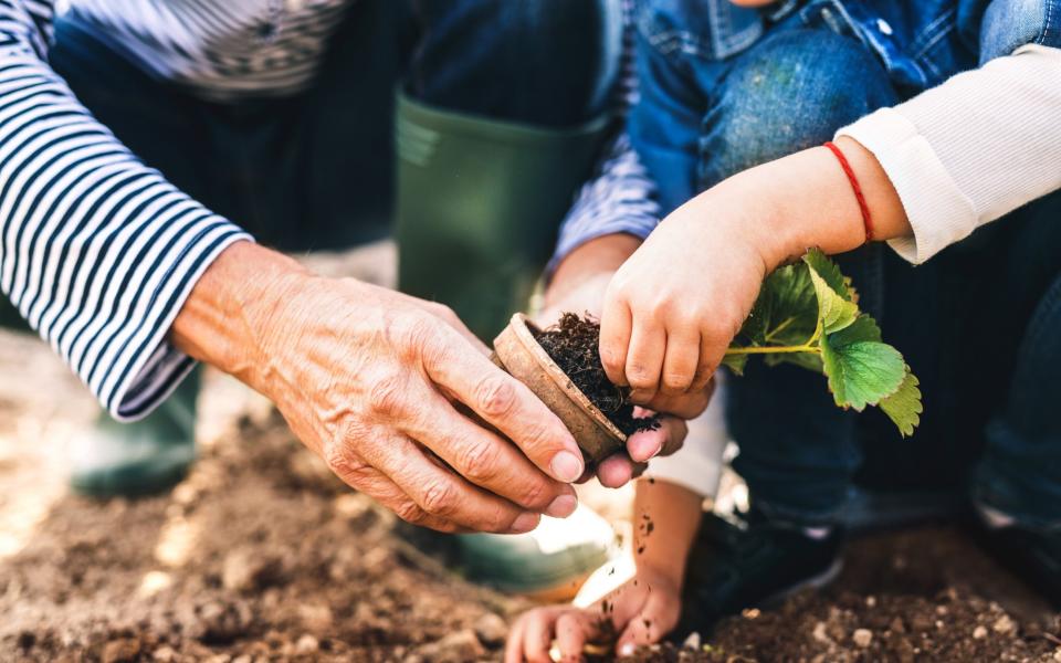 Senior man with his grandaughter planting a seedling on allotment. Man and a small girl gardening