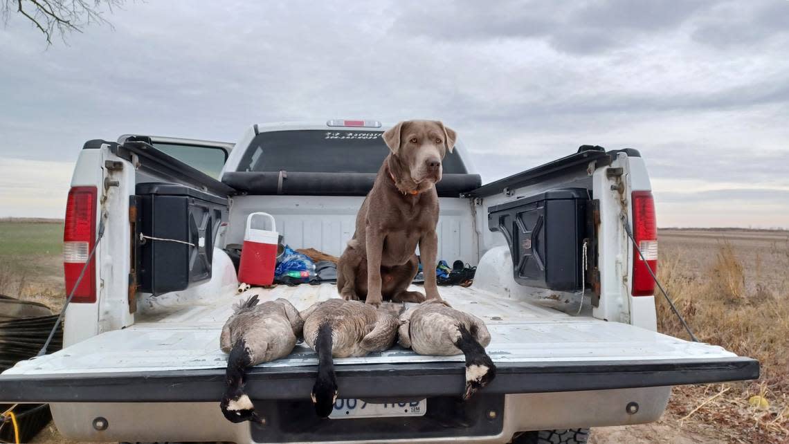 Goose, Chance Swaim’s silver lab, poses with three lesser Canada geese taken earlier this month on public land.