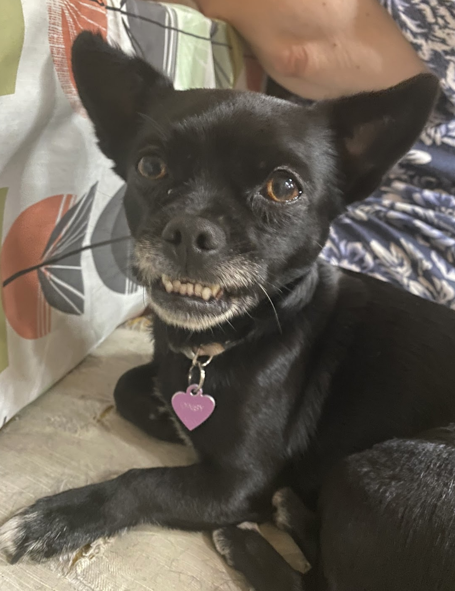 small dog sitting on a person's lap with his small teeth showing