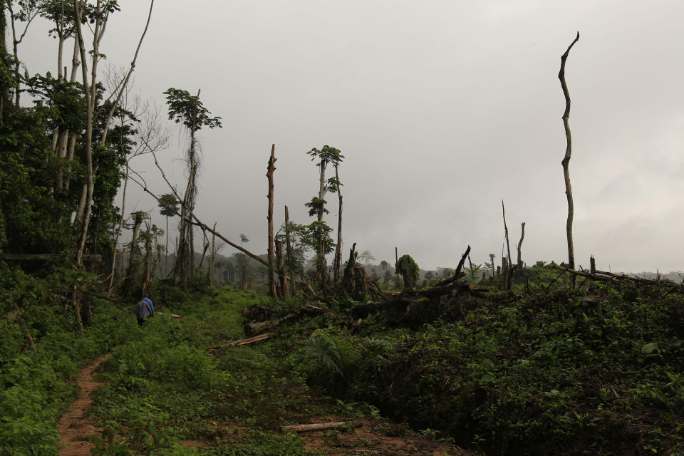 Tree stumps are seen after 850 hectares of forests were felled to plant oil palms in the Congo Basin rain forest in Democratic Republic of Congo, Sept. 25, 2019.<span class="copyright">Samir Tounsi—AFP/Getty Images</span>