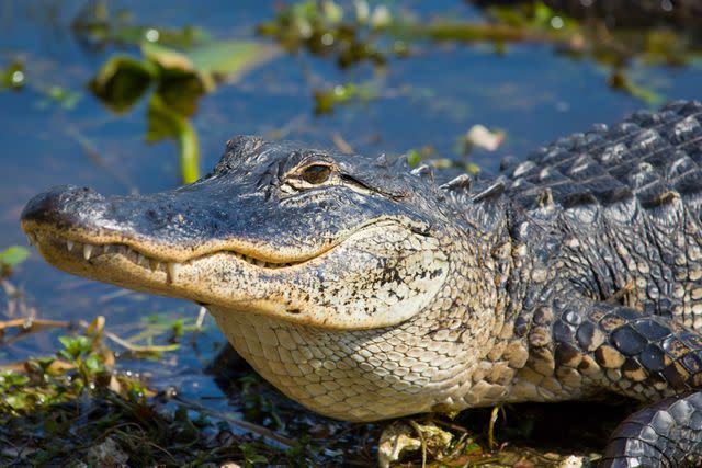 <p>Getty</p> Stock image of an alligator