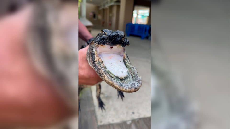 An expert at Gatorland said the injured alligator stood almost no chance of survival if it had been left in the wild. - From Gatorland