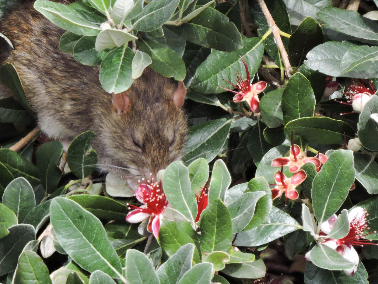 Carlos Matallana-Puerto, biólogo de plantas de la Universidad Estatal de Campinas, Brasil, vigiló 22 plantas de feijoa para observar si las ratas podían polinizarlas. (Carlos Matallana-Puerto vía The New York Times)