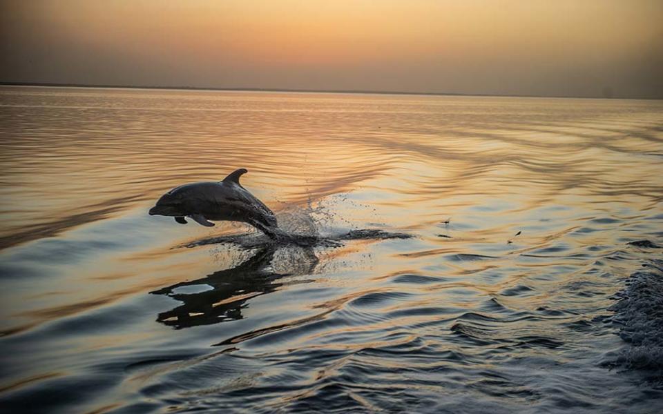 Bottlenose dolphins trail the boat at sunset - MARK STRATTON