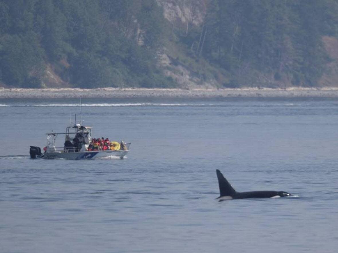 A photo used as part of the evidence presented in court shows Nicklaus Templeman's boat approaching the whale.   (Provided by Fisheries and Oceans Canada - image credit)