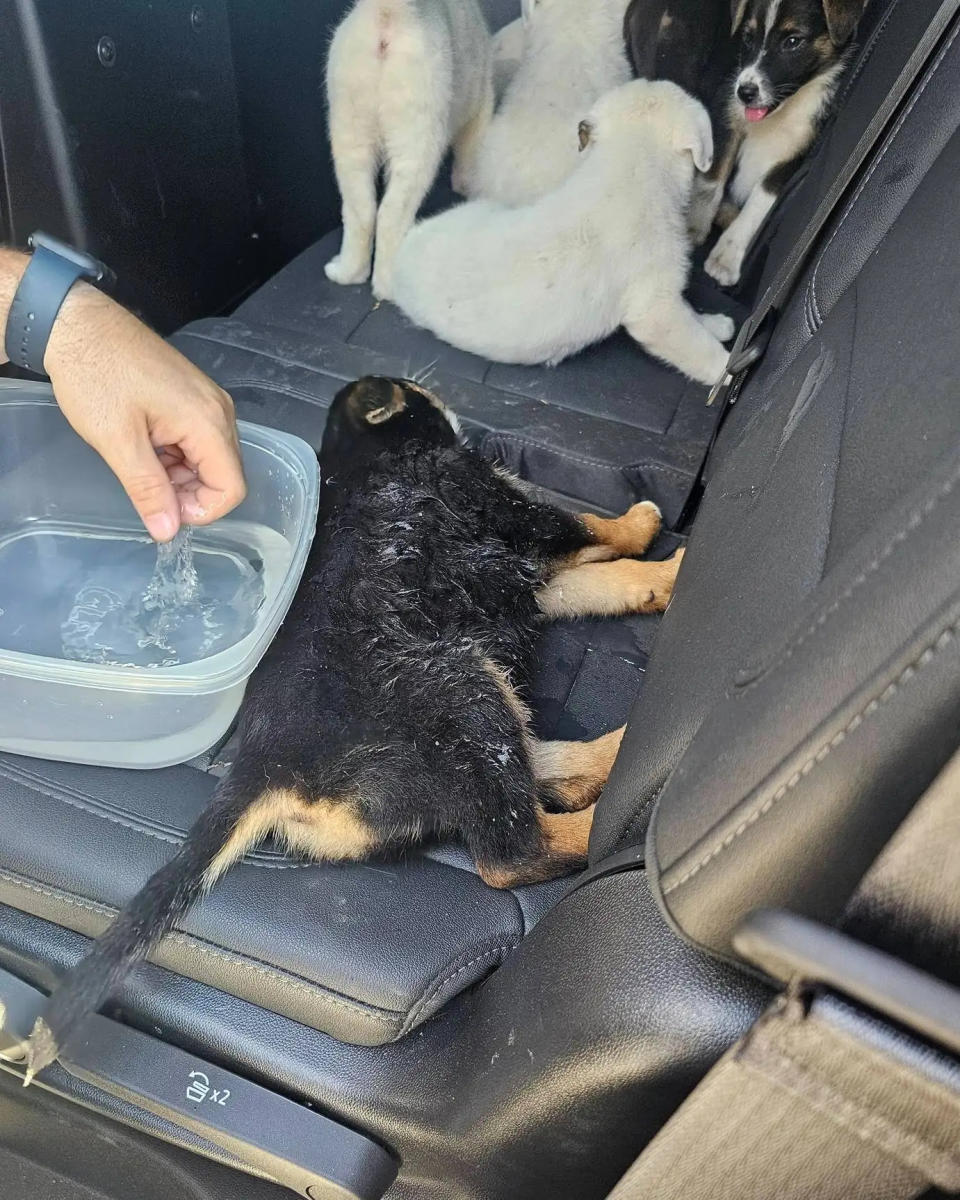 puppies rescued in texas