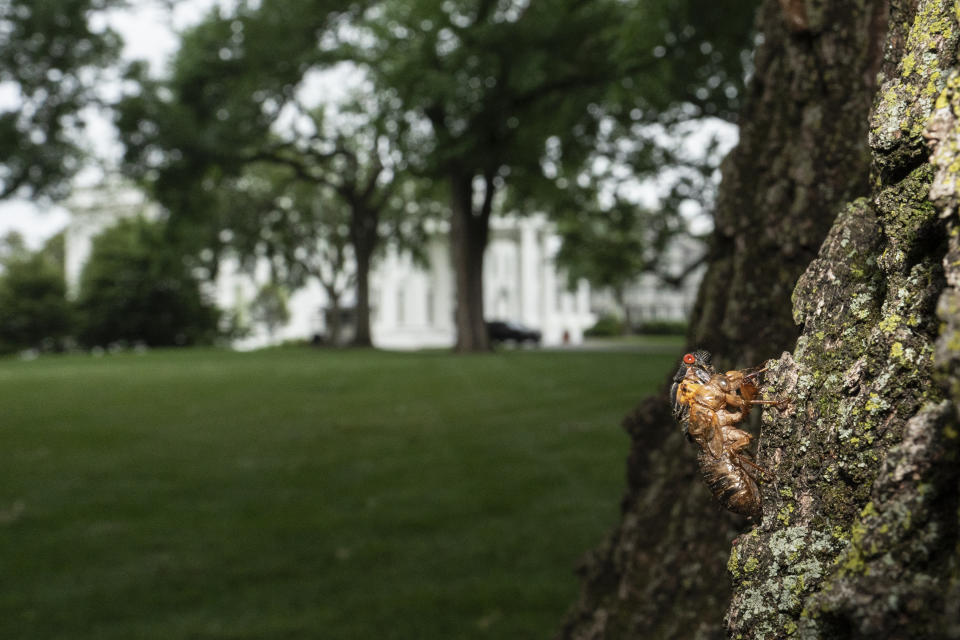 A Brood X cicada that failed to shed its nymphal skin is seen on a tree on the North Lawn of the White House in Washington, Tuesday, May 25, 2021. Reporters traveling to the United Kingdom ahead of President Joe Biden’s first overseas trip were delayed seven hours after their chartered plane was overrun by cicadas. The Washington, D.C., area is among the many parts of the country confronting the swarm of Brood X, a large emergence of the loud 17-year insects that take to dive-bombing onto moving vehicles and unsuspecting passersby. Weather and crew rest issues also contributed to the flight delay.(AP Photo/Carolyn Kaster)