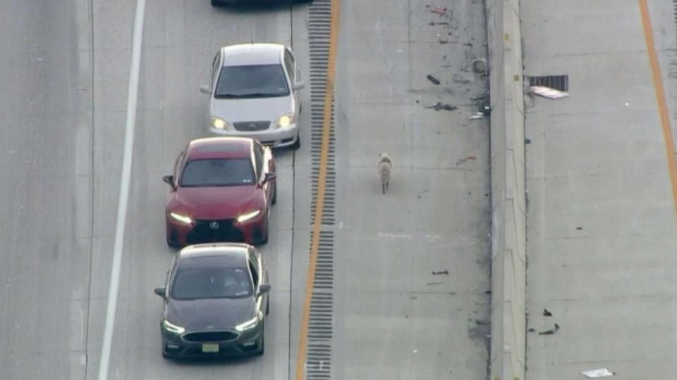 PHOTO: A dog dodged traffic and brought cars to a standstill on Interstate 95 in Philadelphia on Friday, Aug. 4, 2023. Police caught up after a one-mile chase and later returned the dog to its owner. (WPVI)