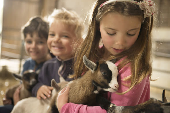 Guests at The Olde House enjoy a cuddle with two-week-old pygmy goat kids in the Pets' Corner. From left to right: Thomas Crooks, Sam White and Evelyn White.