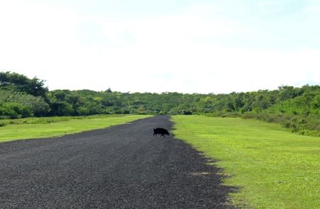 A pig crosses the tarmac at Asau airfield on the Samoan island of SavaiÕi