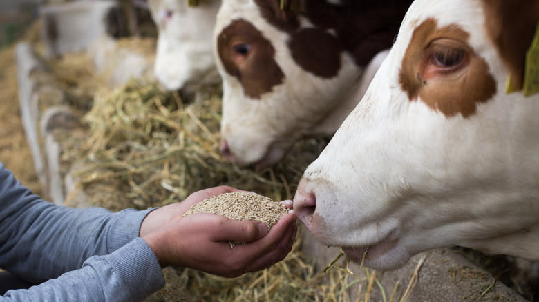 grain-fed cows on feedlot