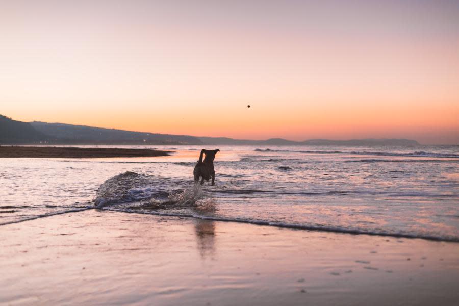 Perrito ingiere por accidente metanfetamina en playa de San Diego 