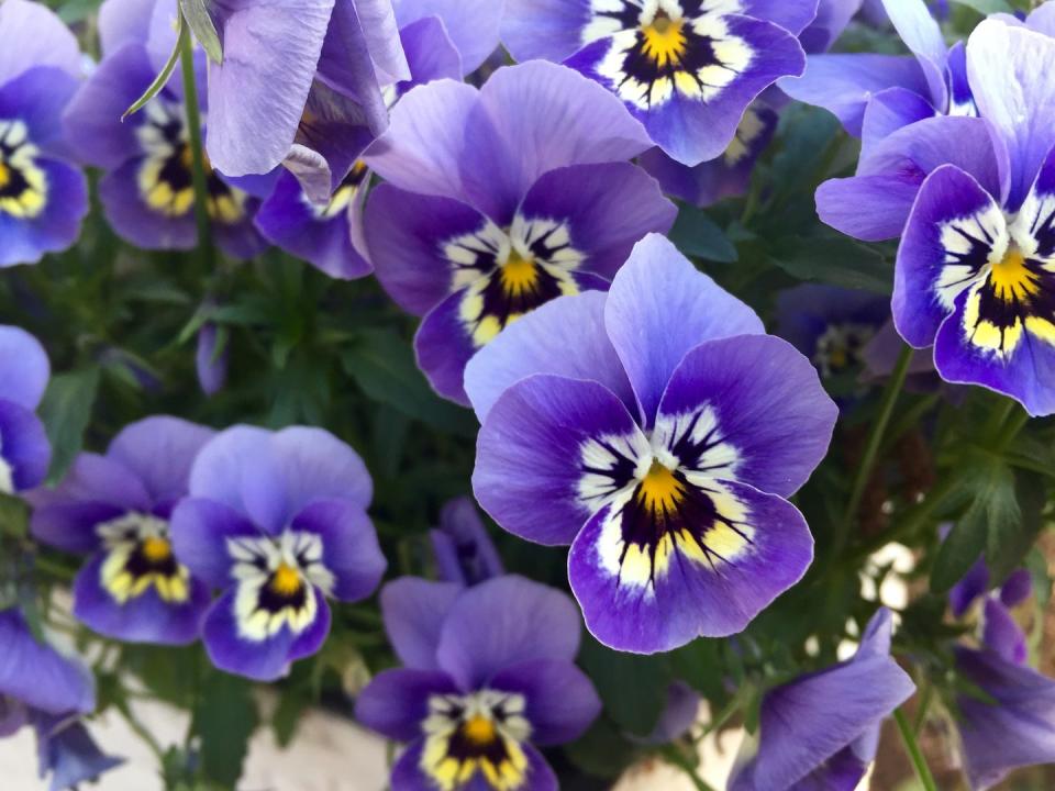 <p>A gardening staple all year round, some varieties of the pansy stop blooming when the weather gets really cold. In that case, opt for special winter-flowering pansies that keep going until late spring for a flash of colour in the garden.</p><p><a class="link " href="https://go.redirectingat.com?id=127X1599956&url=https%3A%2F%2Fwww.thompson-morgan.com%2Fp%2Fviola-tricolor%2F8811TM&sref=https%3A%2F%2Fwww.housebeautiful.com%2Fuk%2Fgarden%2Fplants%2Fg23336984%2Fbest-plants-autumn-garden%2F" rel="nofollow noopener" target="_blank" data-ylk="slk:BUY NOW;elm:context_link;itc:0;sec:content-canvas">BUY NOW</a></p>