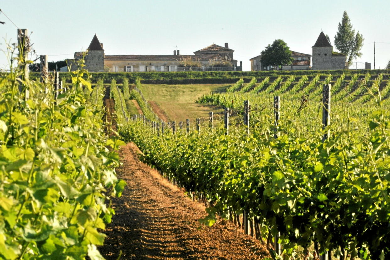 La région de l’Entre-deux-Mers produit des vins fruités, souples et vifs, à consommer jeunes, issus des cépages sauvignon, sémillon et d’un peu de muscadelle.  - Credit:Jon Wyand                       